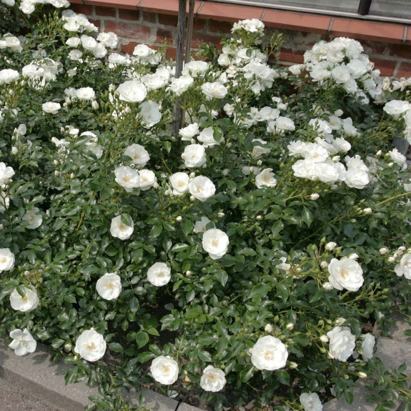 Floribundaruusu Rigo Rosen Innocencia Korstarnow (Kasvutapa)