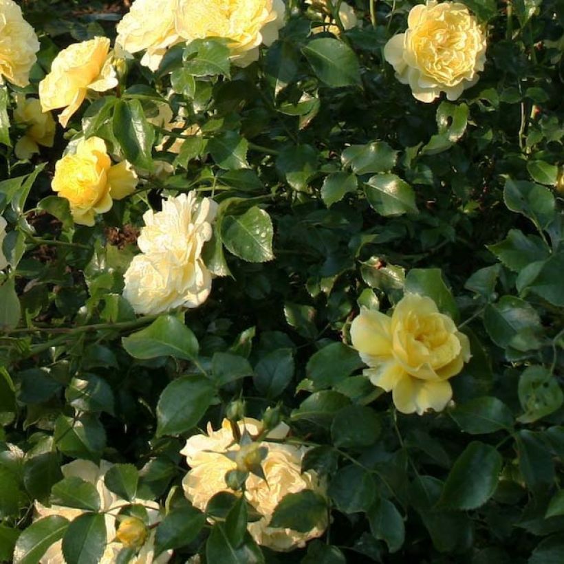Floribundaruusu Rigo Rosen Solero Korgeleflo (Lehvistö)