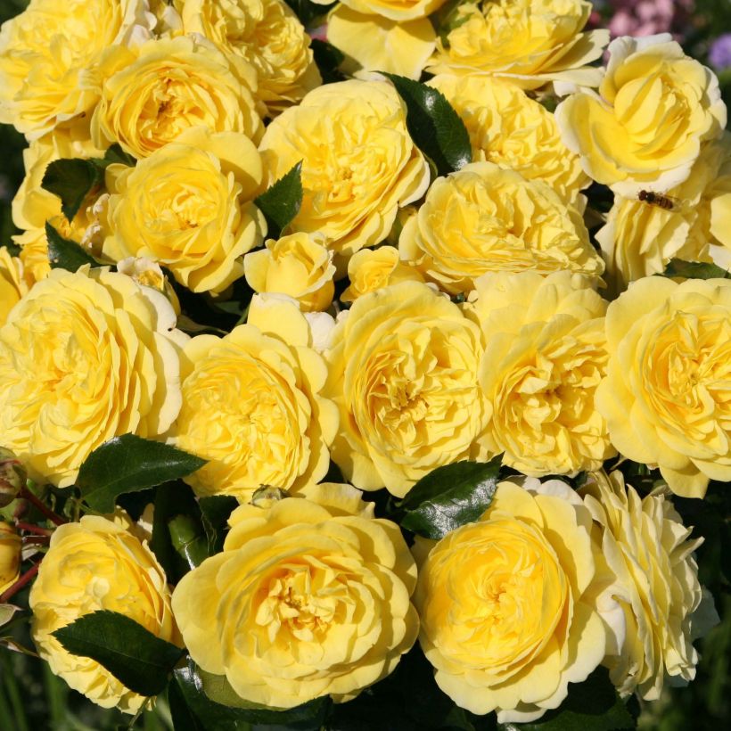 Floribundaruusu Rigo Rosen Solero Korgeleflo (Kukinta)