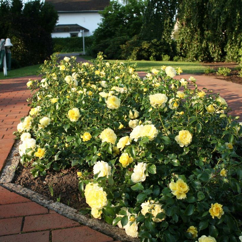 Floribundaruusu Rigo Rosen Solero Korgeleflo (Kasvutapa)