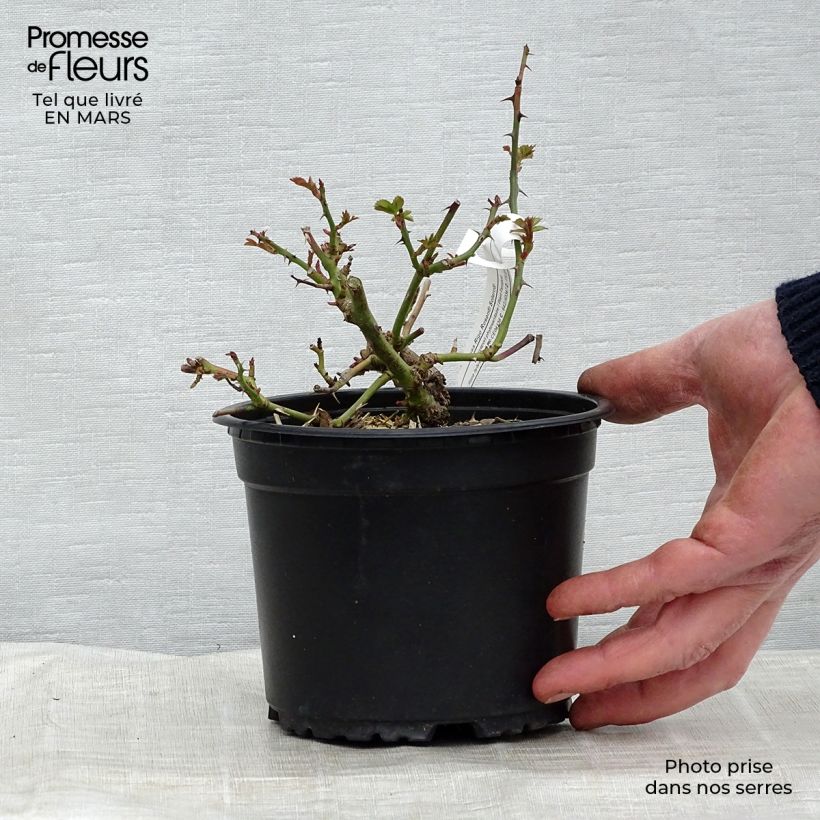Esimerkki talvella toimitetusta Floribundaruusu Rigo Rosen Solero Korgeleflo 3 litran/4 litran ruukku-taimesta