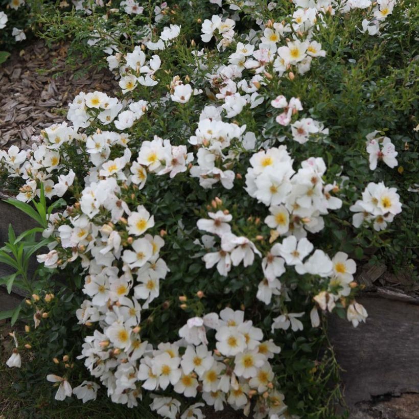Polyantharuusu SANS CONTRAINTES Rose du Soleil (Kukinta)