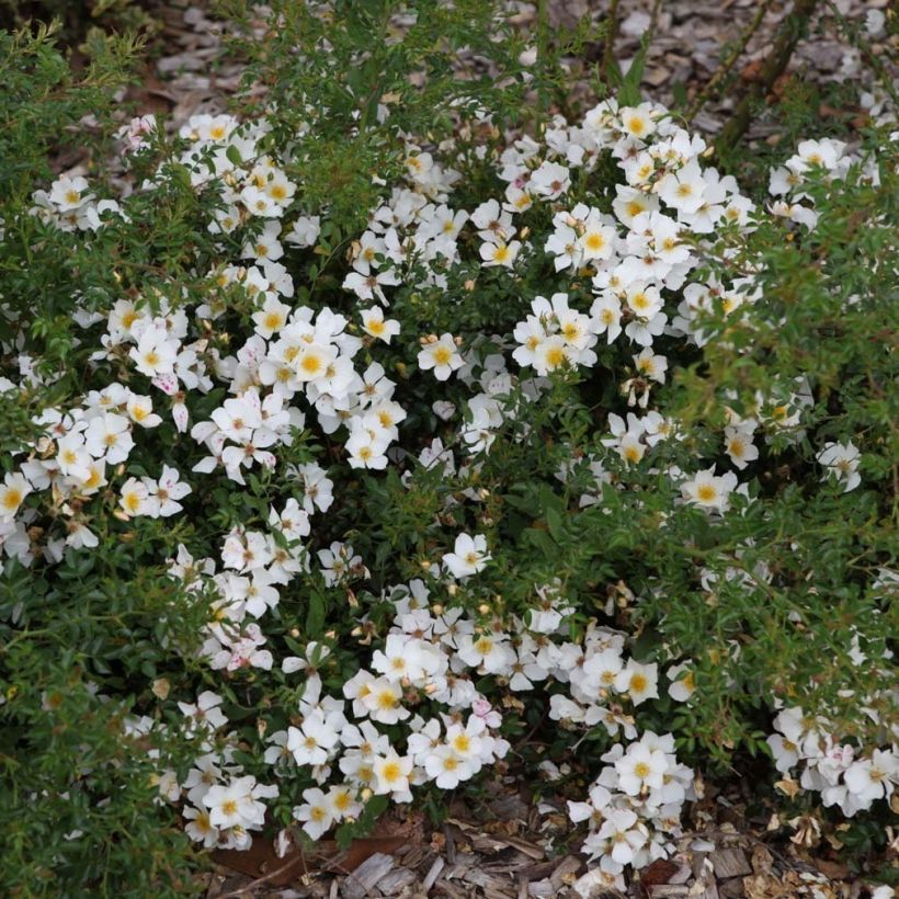 Polyantharuusu SANS CONTRAINTES Rose du Soleil (Kasvutapa)