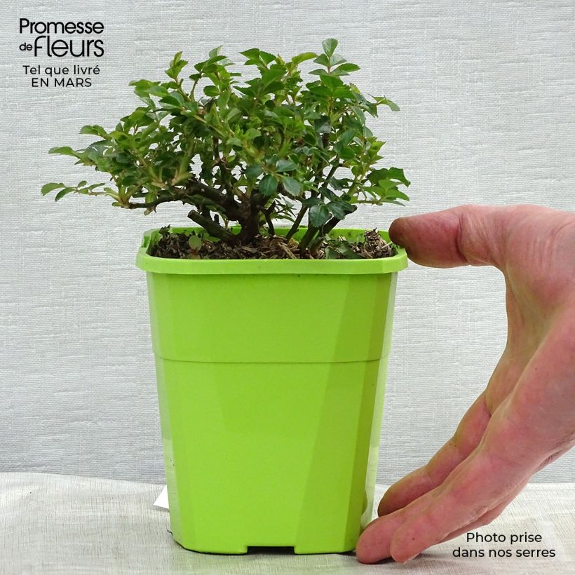 Esimerkki talvella toimitetusta Polyantharuusu SANS CONTRAINTES Knirps 3 litran/4 litran ruukku-taimesta