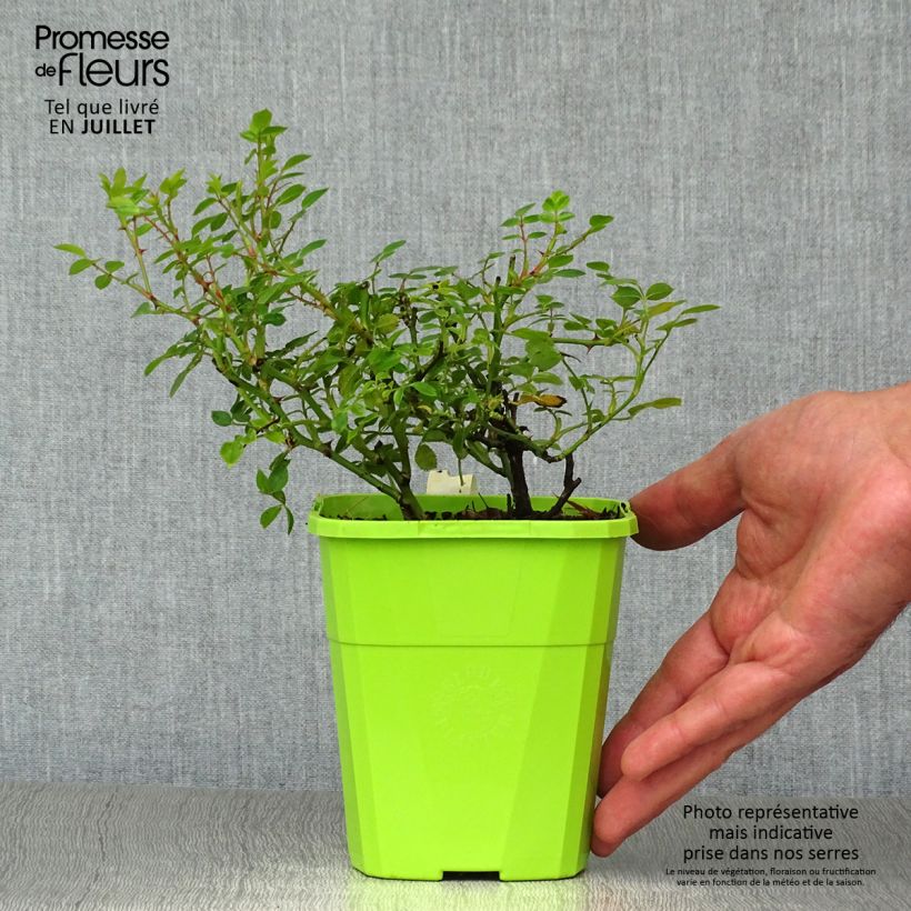Esimerkki kesällä toimitetusta Polyantharuusu SANS CONTRAINTES Sweet Knirps 'korzalicha 1,5 litran / 2 litran kannu-taimesta