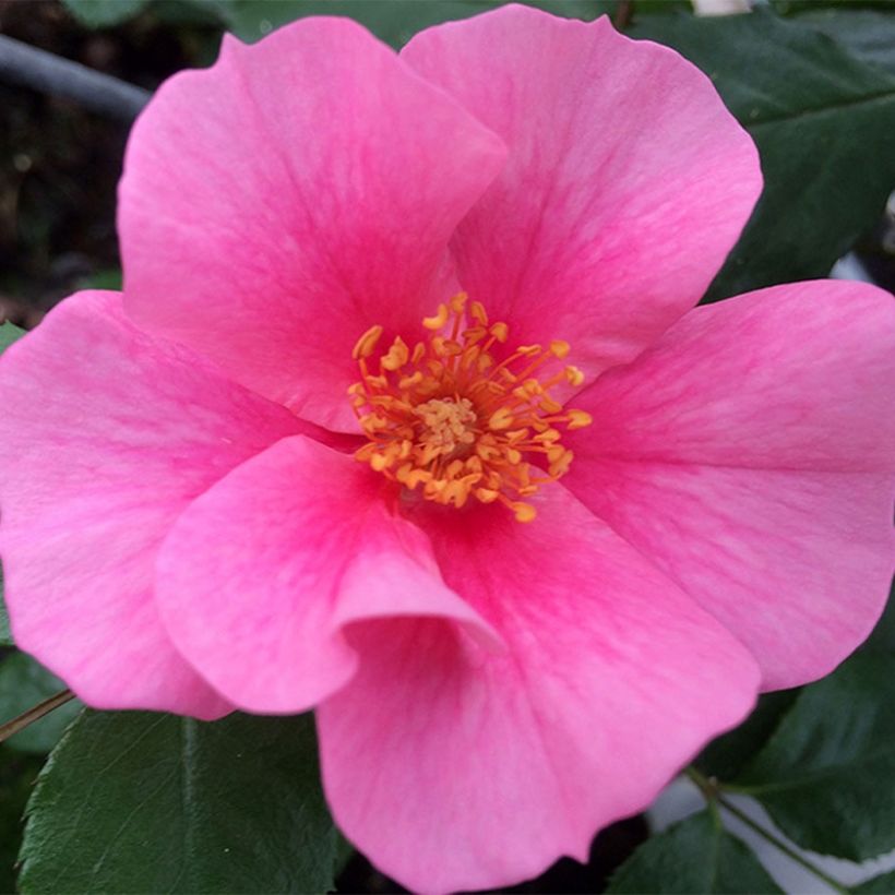 Maanpeiteruusu See You In Pink (Kukinta)