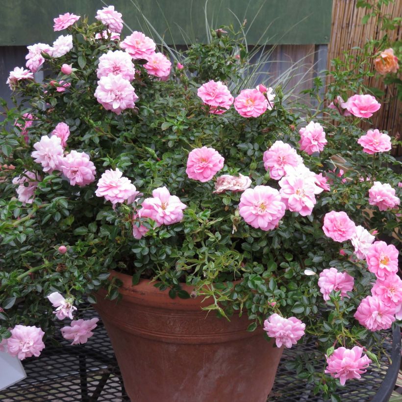 Polyantharuusu SANS CONTRAINTES Sweet Knirps 'korzalicha (Kasvutapa)
