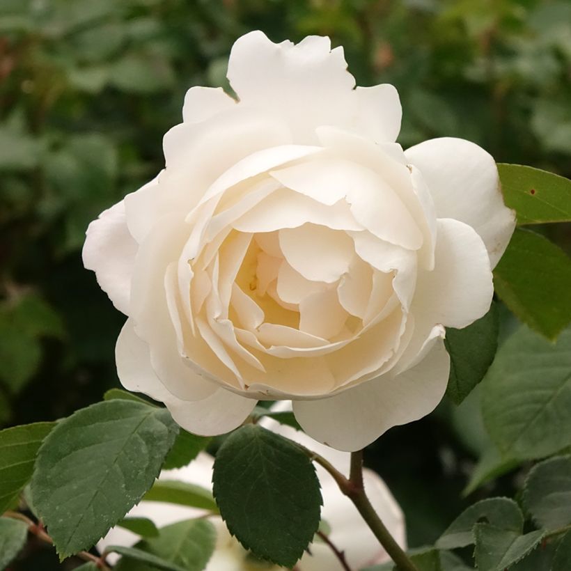Runkoruusu Desdemona (Kukinta)