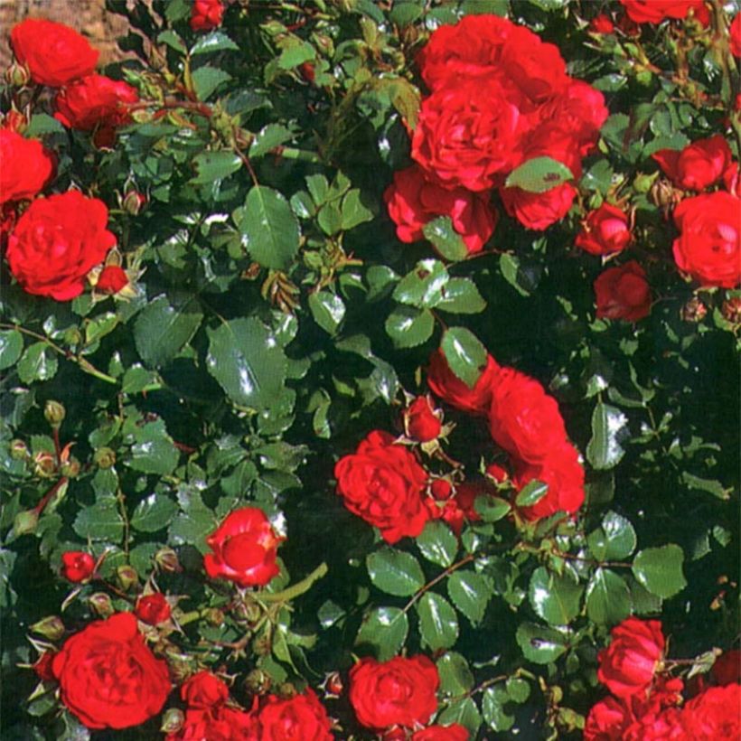 Polyantharuusu SANS CONTRAINTES Toscana (Lehvistö)