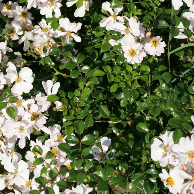Floribundaruusu Urban Streetlight Medeo (Lehvistö)