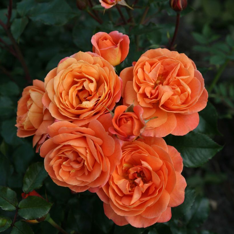 Floribundaruusu Urban Streetlight Phoenix KORrosobi (Kukinta)