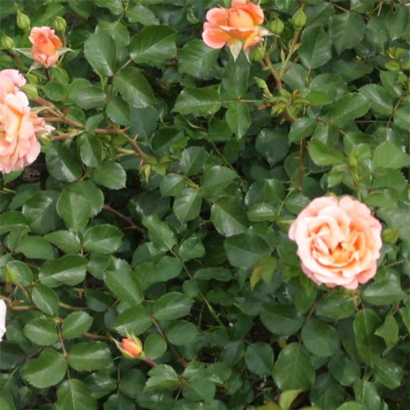 Floribundaruusu Urban Streetlight Rekord Cubana korpatetof (Lehvistö)