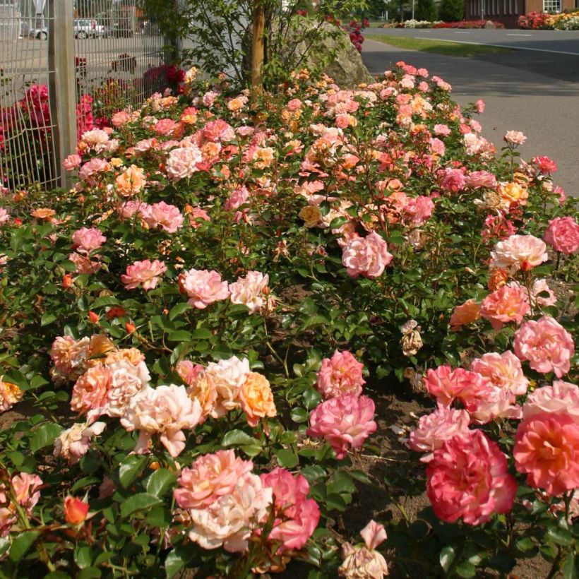 Floribundaruusu Urban Streetlight Rekord Cubana korpatetof (Kasvutapa)