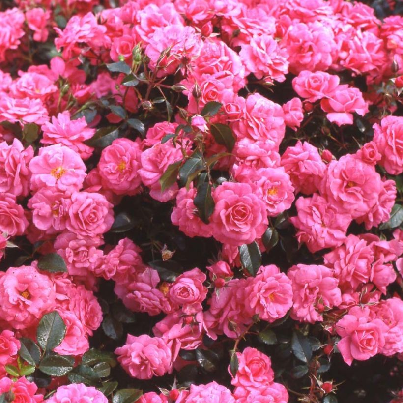 Floribundaruusu Urban Streetlight Rekord Pink Emely Korselary (Kukinta)