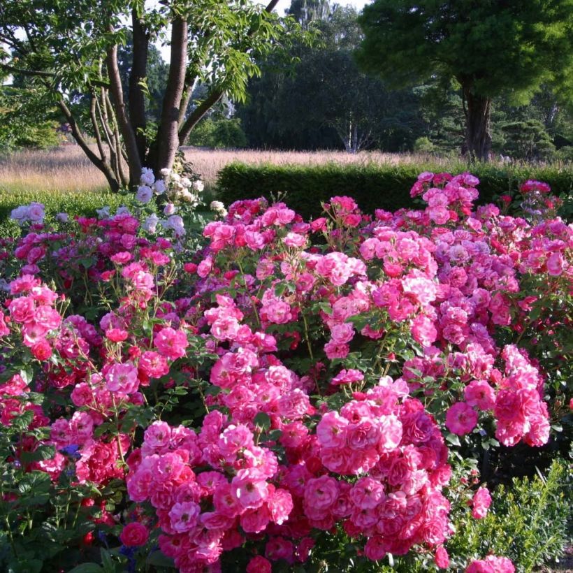 Floribundaruusu Urban Streetlight Rekord Pink Emely Korselary (Kasvutapa)