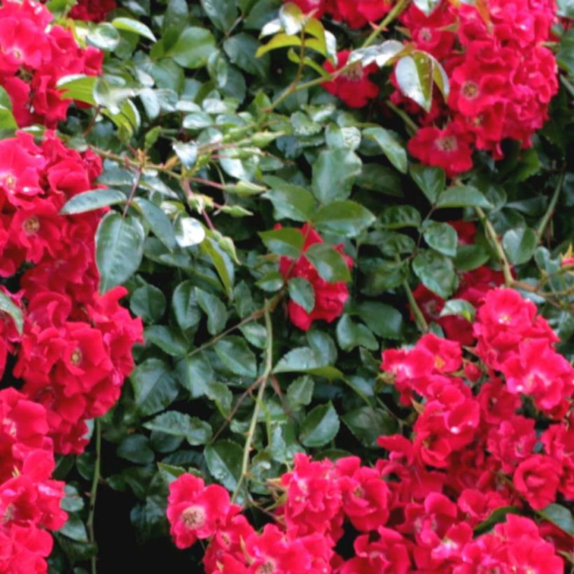 Floribundaruusu Urban Streetlight Rekord Sommerabend Kormarec (Lehvistö)
