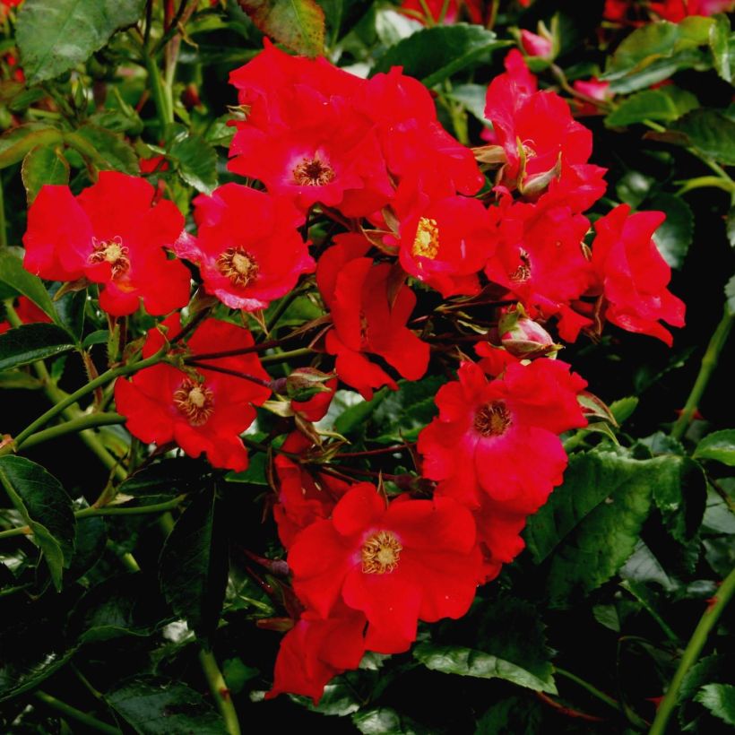 Floribundaruusu Urban Streetlight Rekord Sommerabend Kormarec (Kukinta)