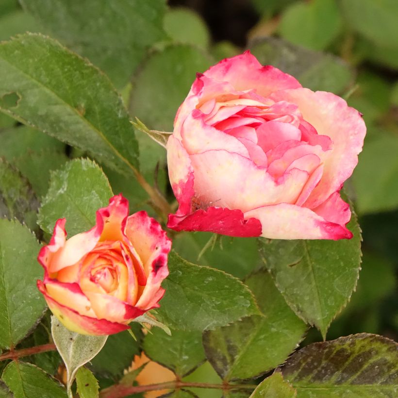 Floribundaruusu Aline Mayrisch Rose (Kukinta)