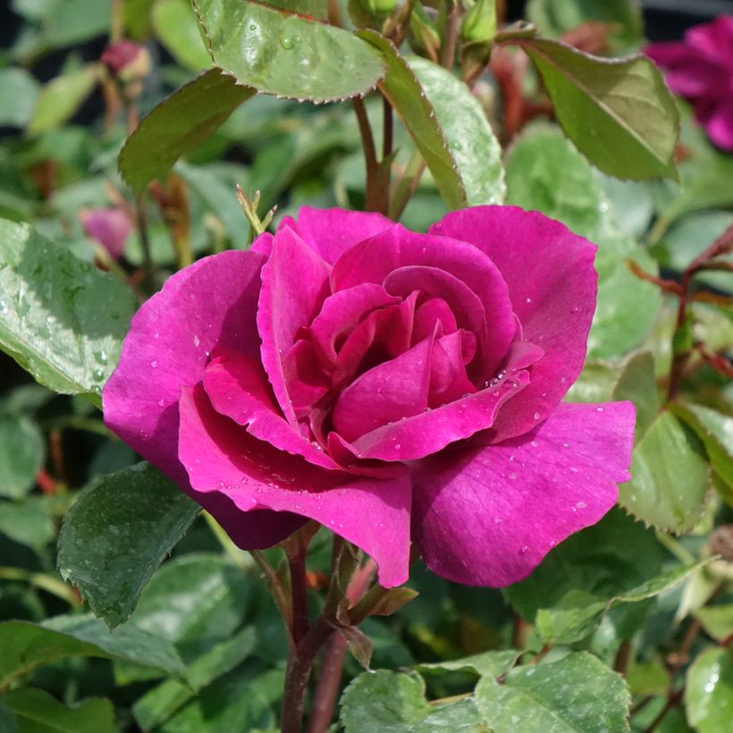 Floribundaruusu Bluebell (Kukinta)