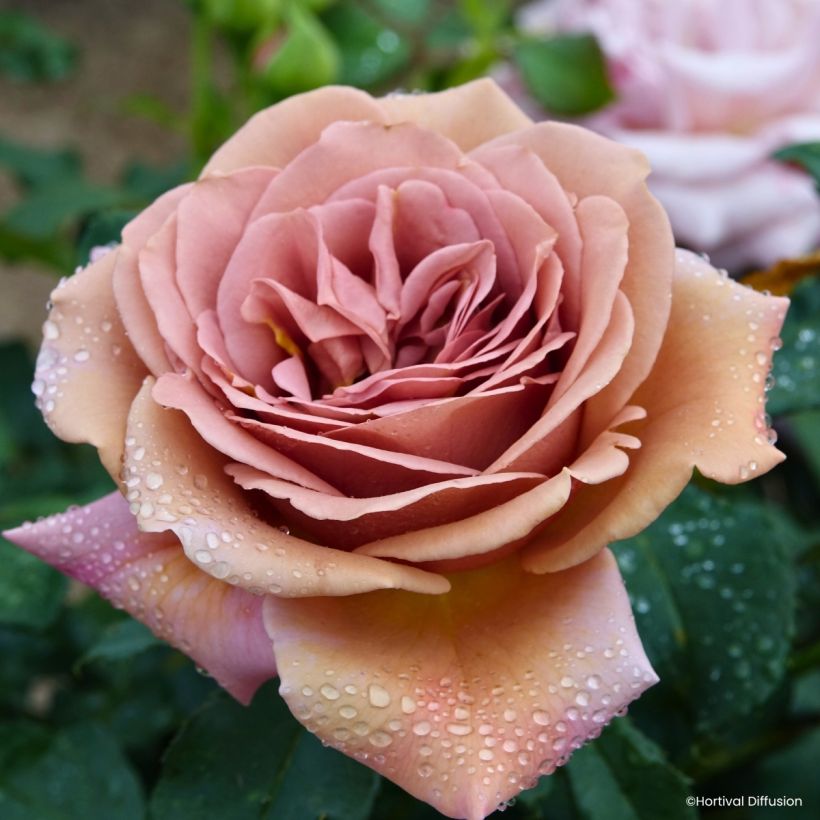 Floribundaruusu Koko Loko (Kukinta)