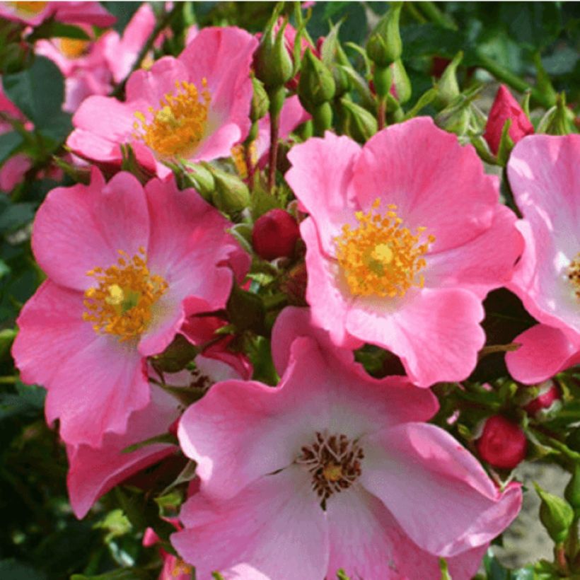 Floribundaruusu Mel Bee (Kukinta)