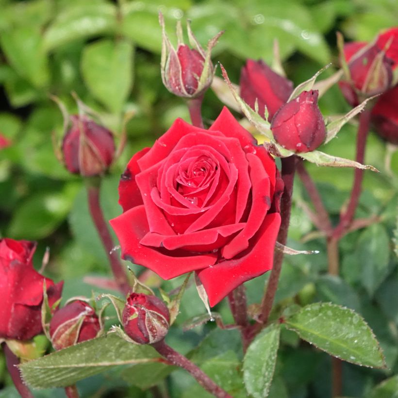 Floribundaruusu Niccolo Paganini (Kukinta)