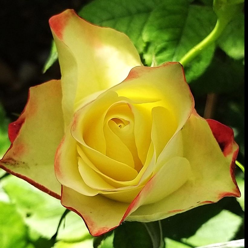 Floribundaruusu Origami (Kukinta)