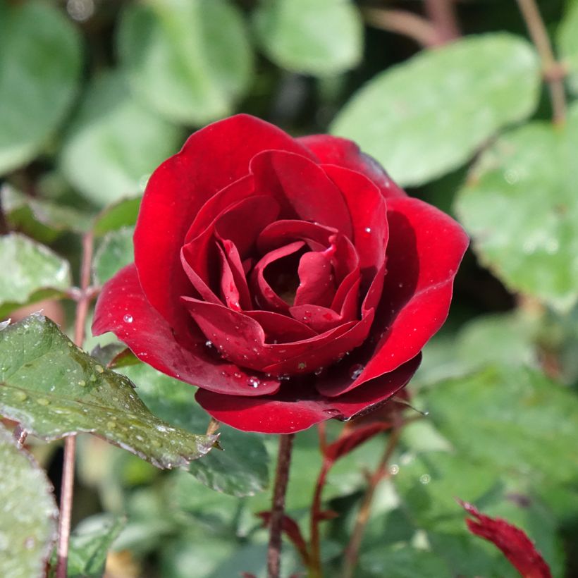 Floribundaruusu Summer Sangria (Kukinta)