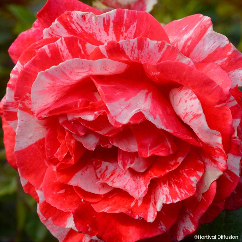 Floribundaruusu Scentimental Coral (Kukinta)