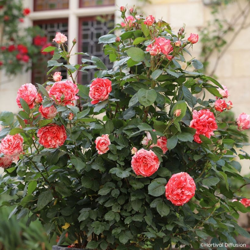 Floribundaruusu Scentimental Coral (Kasvutapa)