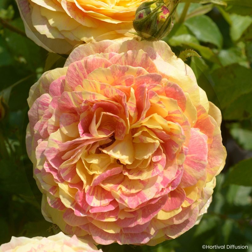 Floribundaruusu Scentimental Vanille (Kukinta)