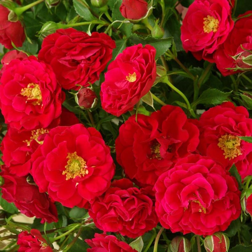 Floribundaruusu Alain (Kukinta)