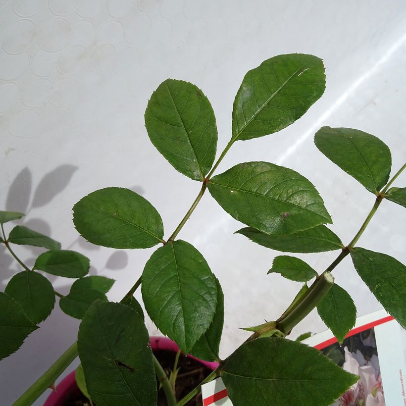 Floribundaruusu Astronomia Meillandécor (Lehvistö)
