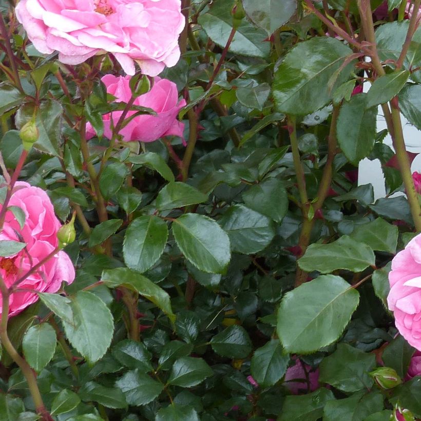 Floribundaruusu Berleburg (Lehvistö)