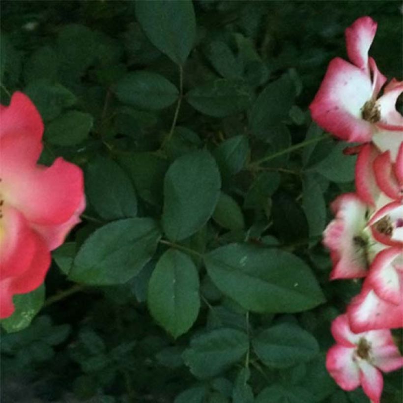 Floribundaruusu Betty Boop Wekplopic (Lehvistö)