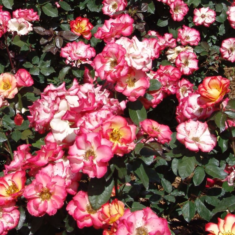 Floribundaruusu Betty Boop Wekplopic (Kukinta)