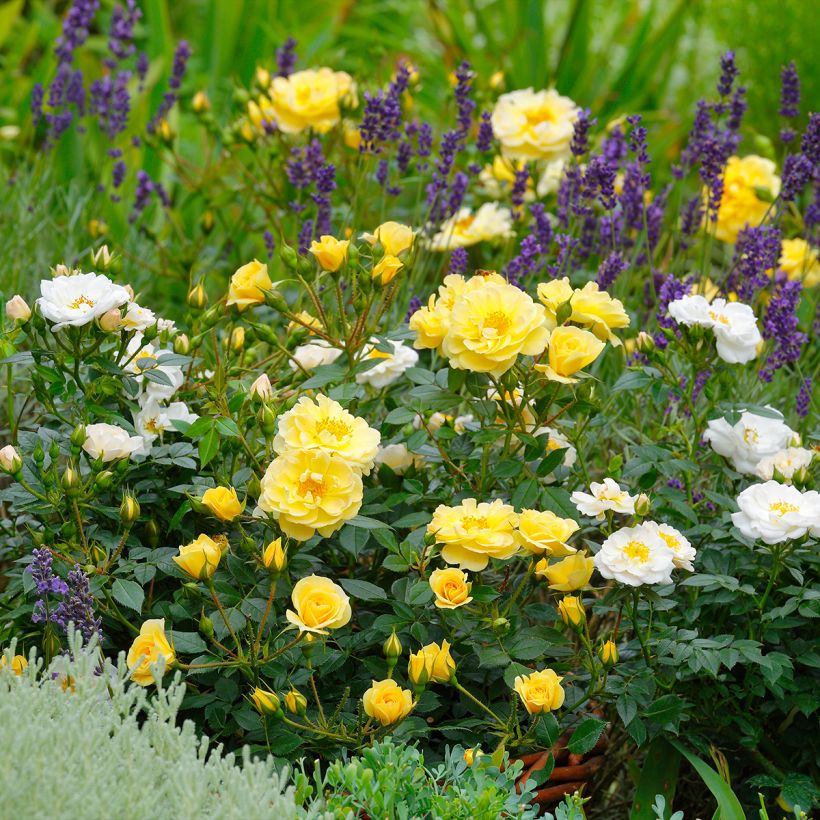 Polyantharuusu Bees Paradise Gelb (Bienenweide) (Kasvutapa)