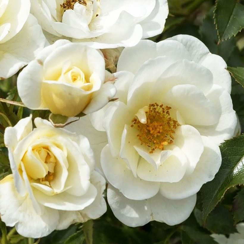 Polyantharuusu Bees Paradise Ivory (Bienenweide) (Kukinta)