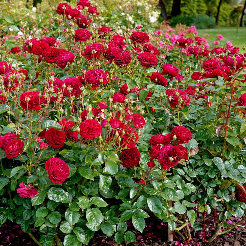 Floribundaruusu Bordeaux (Kasvutapa)