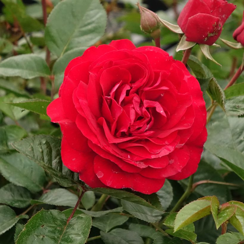 Floribundaruusu Bordeaux (Kukinta)