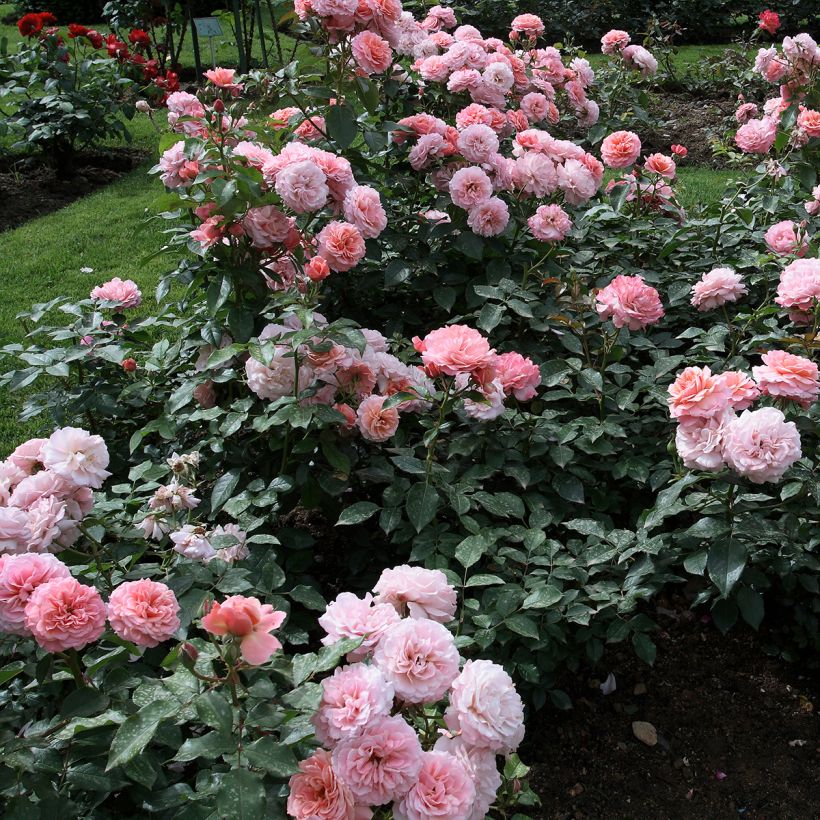 Floribundaruusu Botticelli (Kasvutapa)