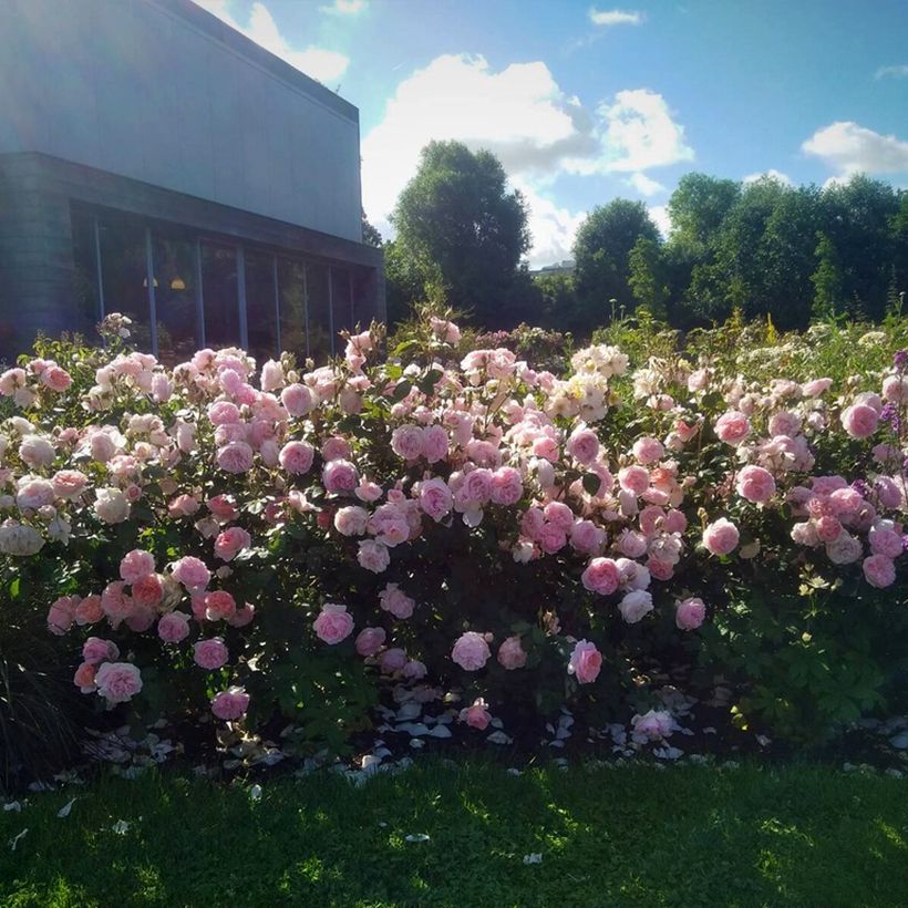 Floribundaruusu Caroline's Heart (Kasvutapa)