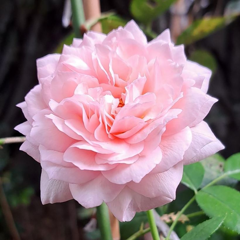 Floribundaruusu Catherine Meurisse (Kukinta)