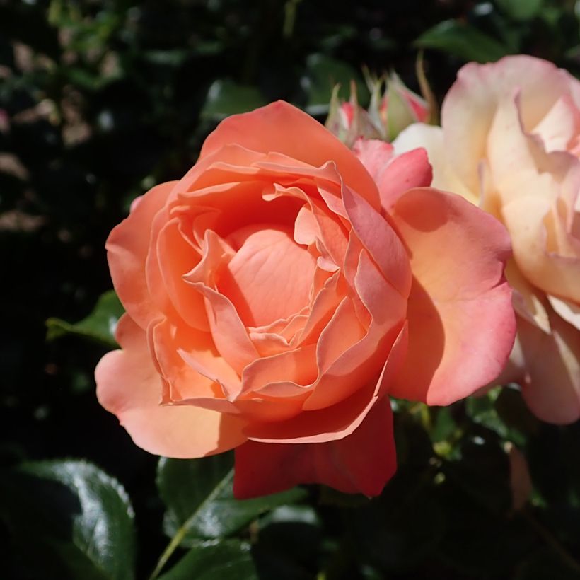 Floribundaruusu Fantasia Coral Lions-Rose (Kukinta)