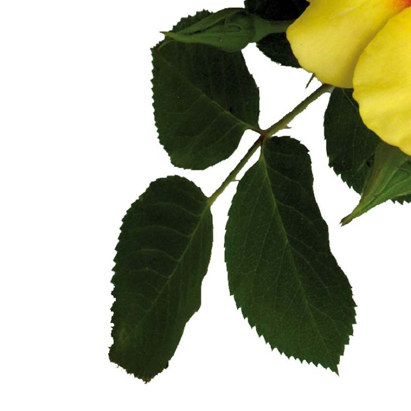 Floribundaruusu Cyrus (Lehvistö)