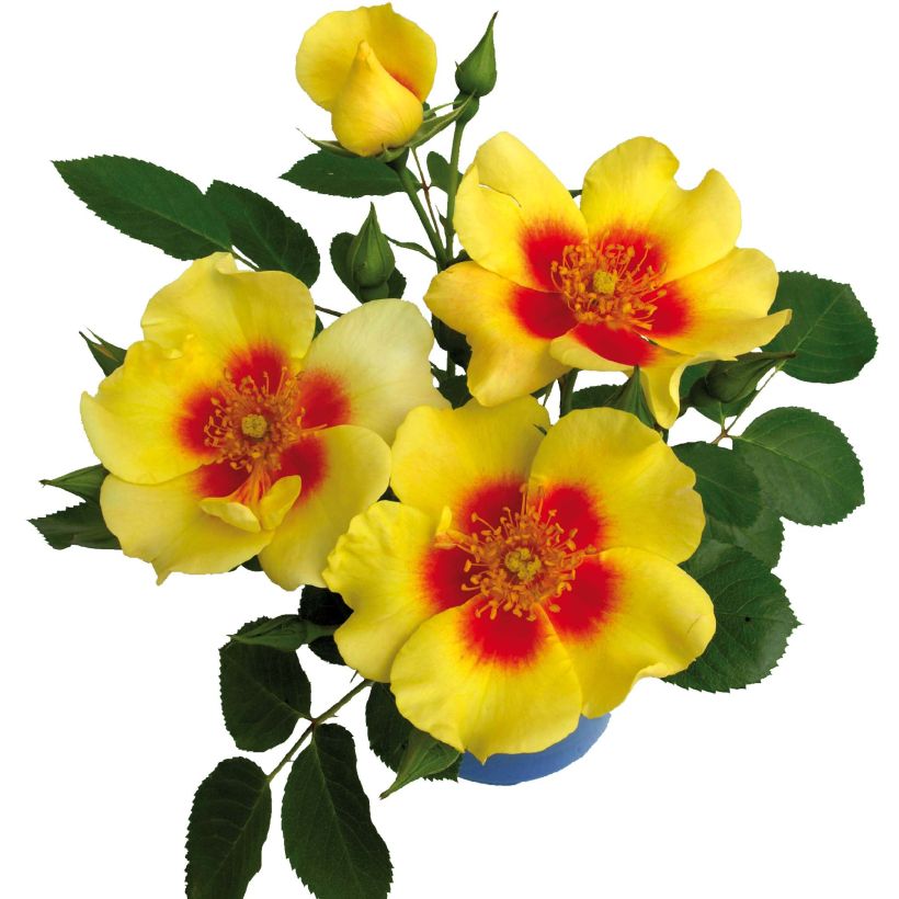 Floribundaruusu Cyrus (Kukinta)