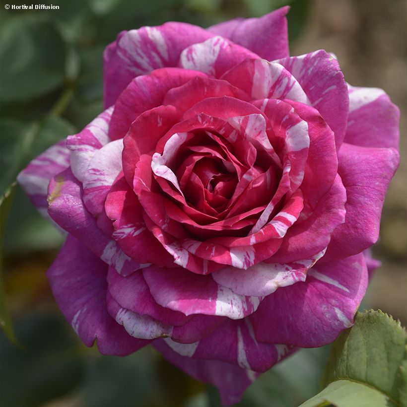 Floribundaruusu Fizzy Lady (Kukinta)