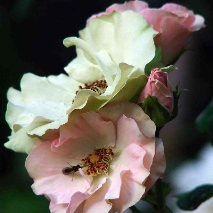Floribundaruusu Greensleeves (Kukinta)