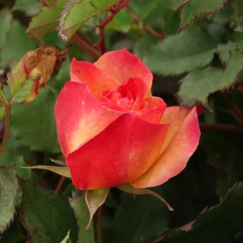 Floribundaruusu Hedge Charmers (Kukinta)