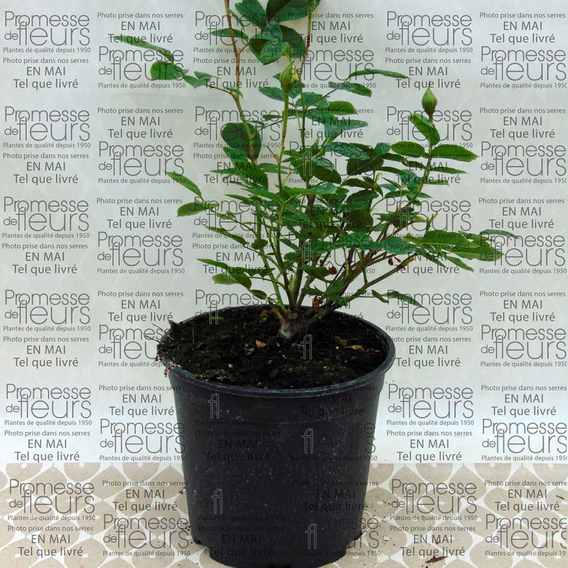 Esimerkki toimitetusta Floribundaruusu Irene of Denmark 2 litran/3 litran ruukku-taimesta